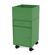 Parsley